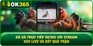 Đá Gà Trực Tiếp OK365 Với Stream Kèo Live Và Kết Quả Trận